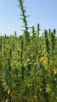 Cannabis Anbau Canitat M