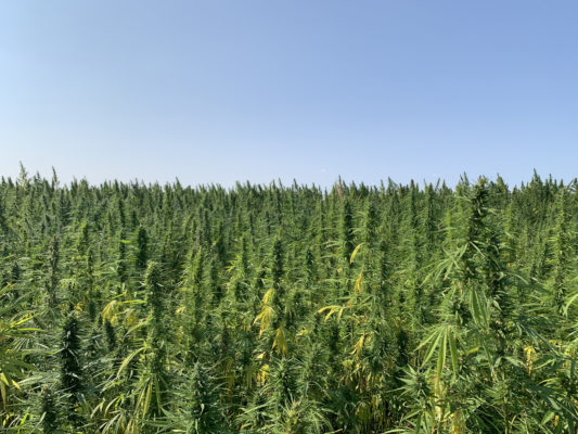 Cannabis Anbau Canitat M