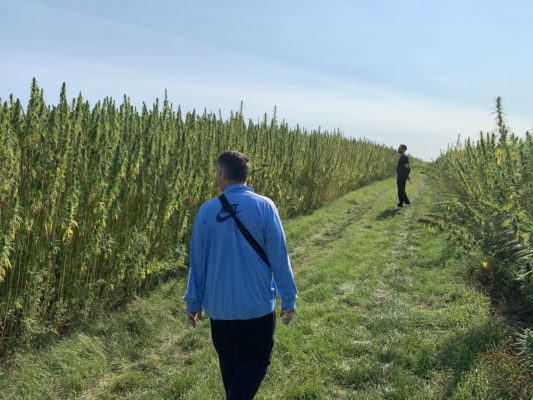 Cannabis Anbau Canitat M