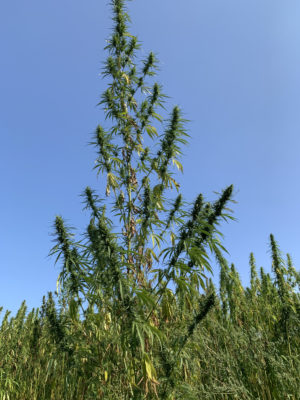 Cannabis Anbau Canitat M